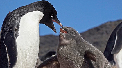 Im Reich der Adélie-Pinguine